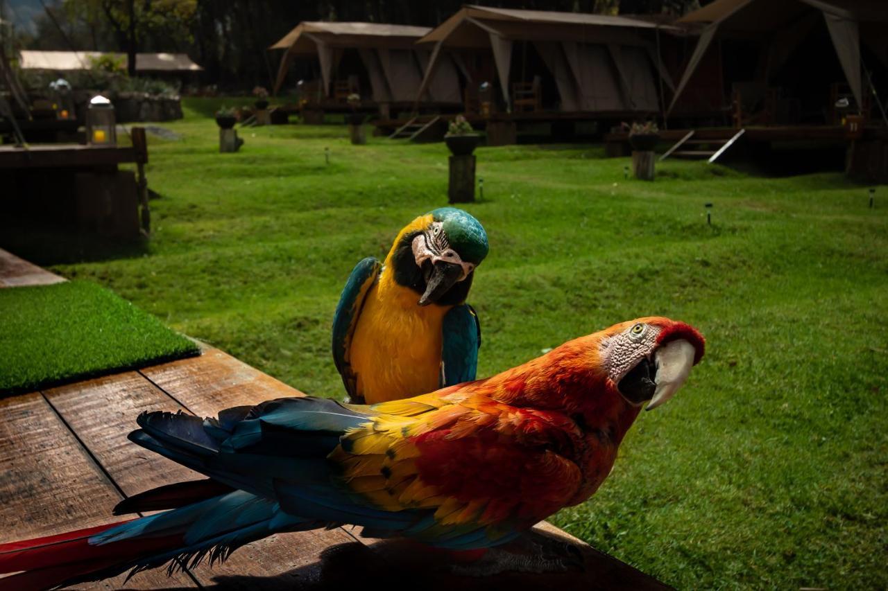 Hotel Glamping Chaska Ocupi Urubamba Zewnętrze zdjęcie
